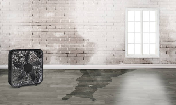 Best 24/7 water damage repair  in Van Wert, OH